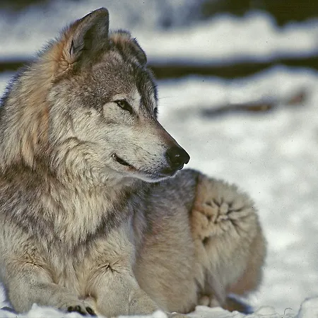 Logis Restaurant Des Gorges Du Tarn Hotel 3*