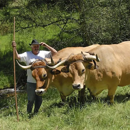 Logis Restaurant Des Gorges Du Tarn Hotel Florac